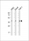 SPI1 Antibody